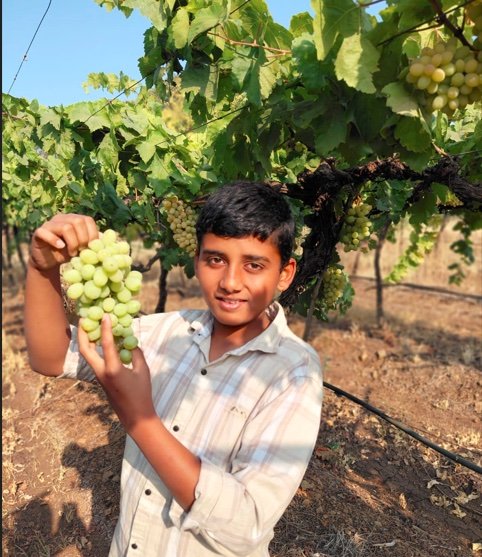 Fresh Grapes