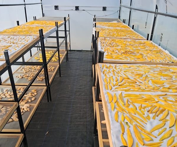 Naturally Dried Product